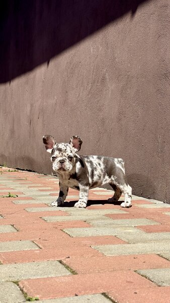 Bulldog Framcez Lilac Merle Tan