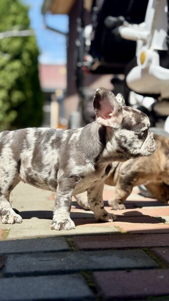 Bulldog Framcez Lilac Merle Tan
