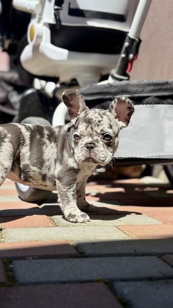 Bulldog Framcez Lilac Merle Tan