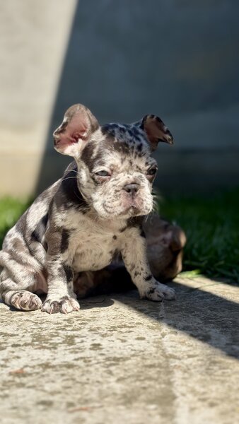 Bulldog Framcez Lilac Merle Tan