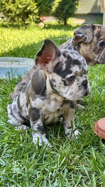 Bulldog Framcez Lilac Merle Tan