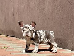 Bulldog Framcez Lilac Merle Tan