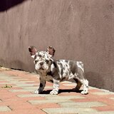 Bulldog Framcez Lilac Merle Tan