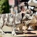 Bulldog Framcez Lilac Merle Tan