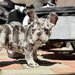 Bulldog Framcez Lilac Merle Tan