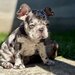 Bulldog Framcez Lilac Merle Tan