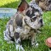 Bulldog Framcez Lilac Merle Tan